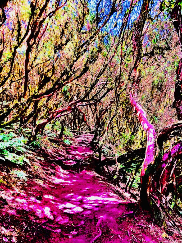 Foto Verfremdung wald grün pink