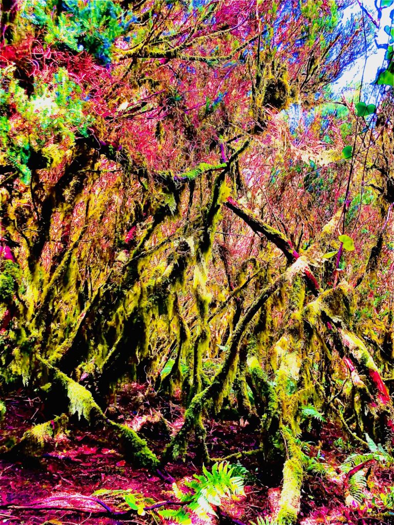 Foto Verfremdung wald grün pink