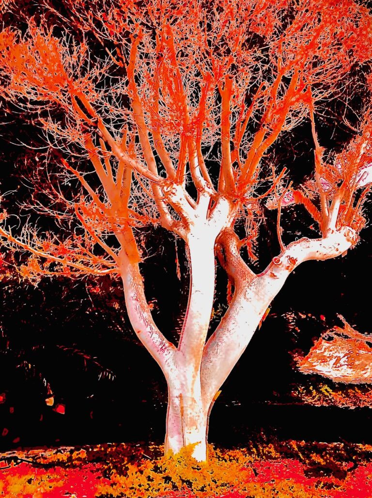 Foto Verfremdung roter baum