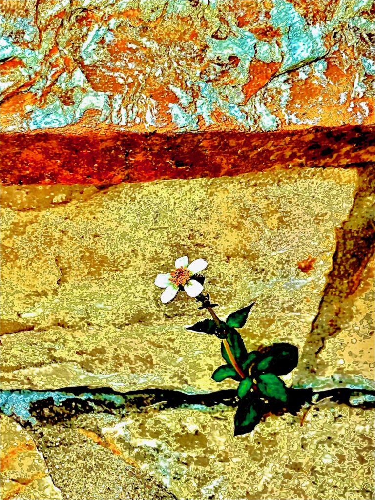 Foto Verfremdung blume