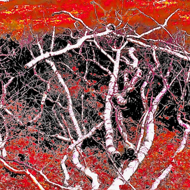 Foto Verfremdung Äste rot