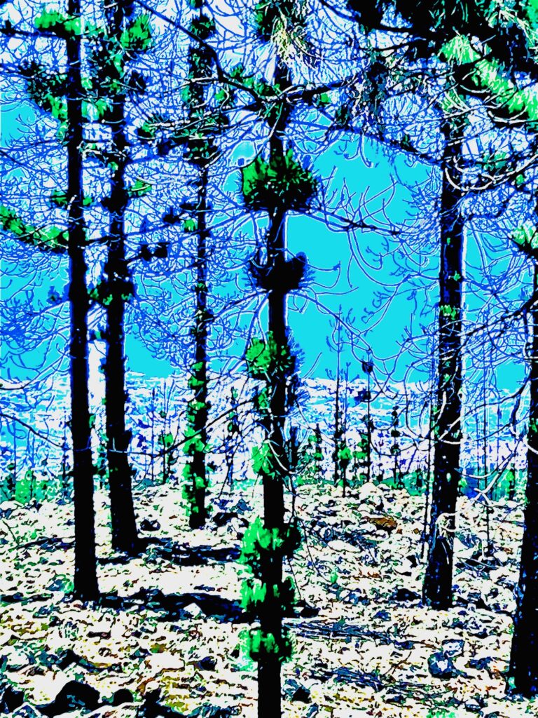 Foto Verfremdung Wald blau