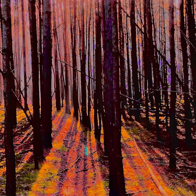 Foto Verfremdung wald 3