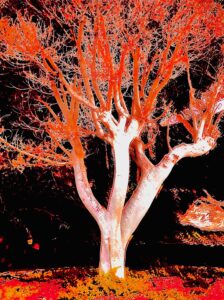 Fotoverfremdung Baum