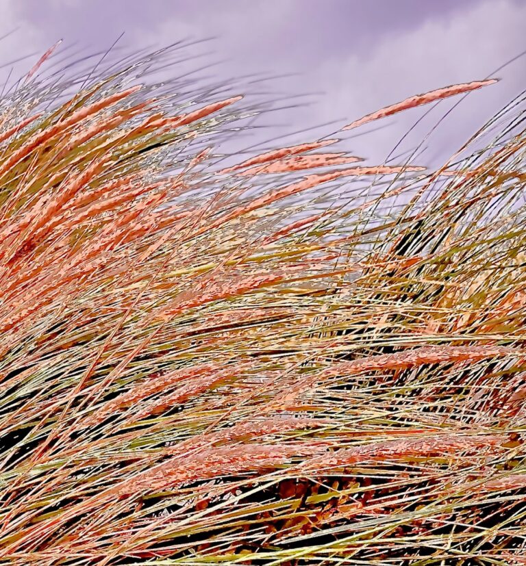 Fotoverfremdung gras