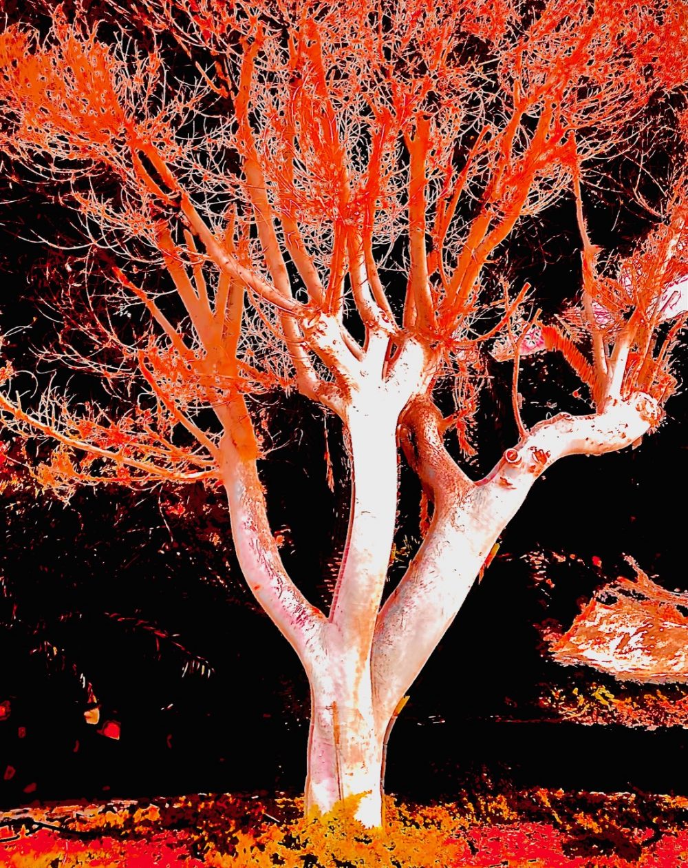 Fotoverfremdung Baum
